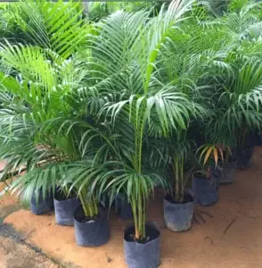 areca palm plant by plant parlour
