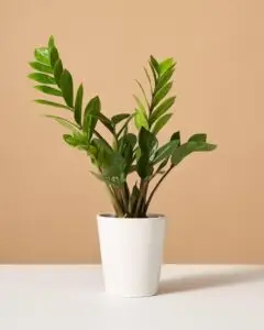 zz plant indoor plant by plant parlour