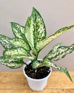 Aglaonema Snow White Plant