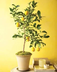 china lemon plant parlour