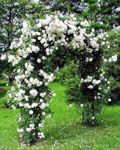 gulab bail | rose vine plant