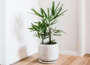 Lady palm plant by plant parlour
