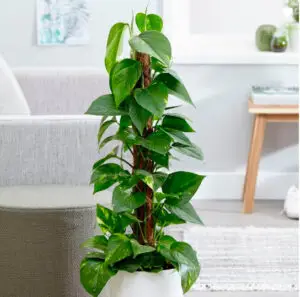 money plant