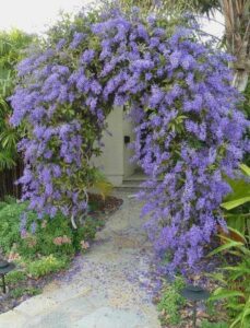 sweet patrea vine