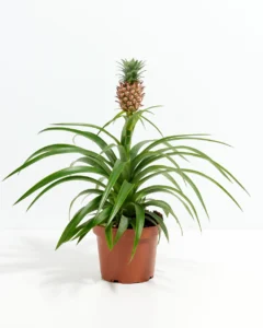 pineapple plant by plant parlour
