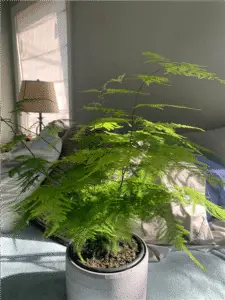 asparagus fern plant