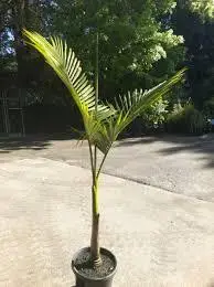 alexendra palm