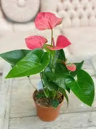 anthurium plant by plant parlour
