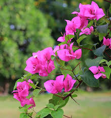 Bougainvillea 'Pink'