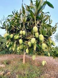 anwar ratool mango