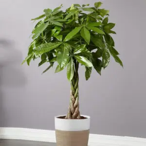 money tree - pachira - plant parl,our