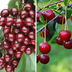 barbados cherry plant