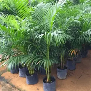 areca palm plant by plant parlour
