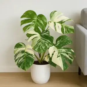 verigated monstera by plant parlour