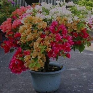 https://plantsparlour.com/product/multicolour-boug…t-flowering-vine/ ‎