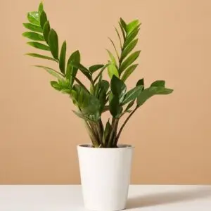 zz plant indoor plant by plant parlour