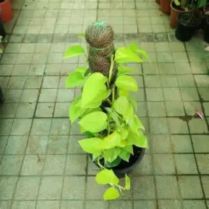 Golden Pothos | golden money plant by plant parlour