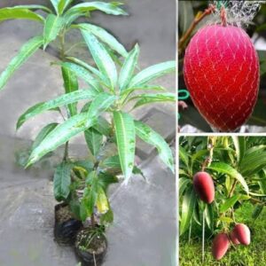 miya zaki mango by plant parlour