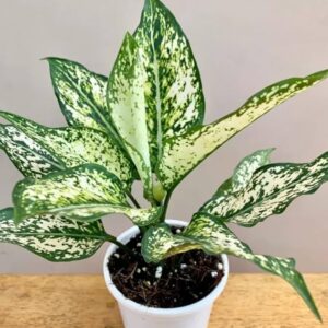 Aglaonema Snow White Plant