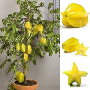 star fruit plant in pakistan by plant parlour