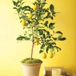 china lemon plant parlour