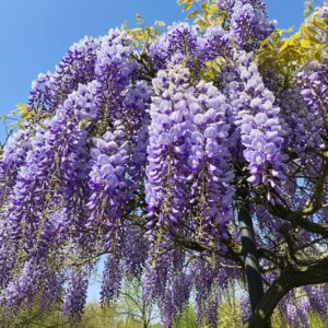 wisteria vine purple