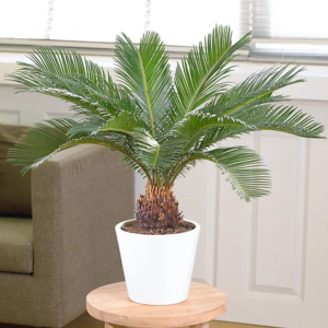 kangi palm