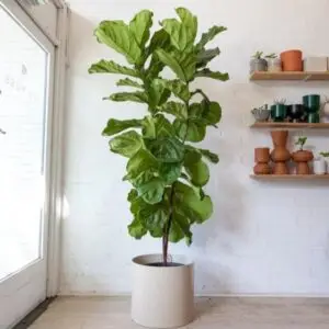 fiddle leaf plant | ficus lyrata