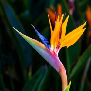 bird of paradise plant