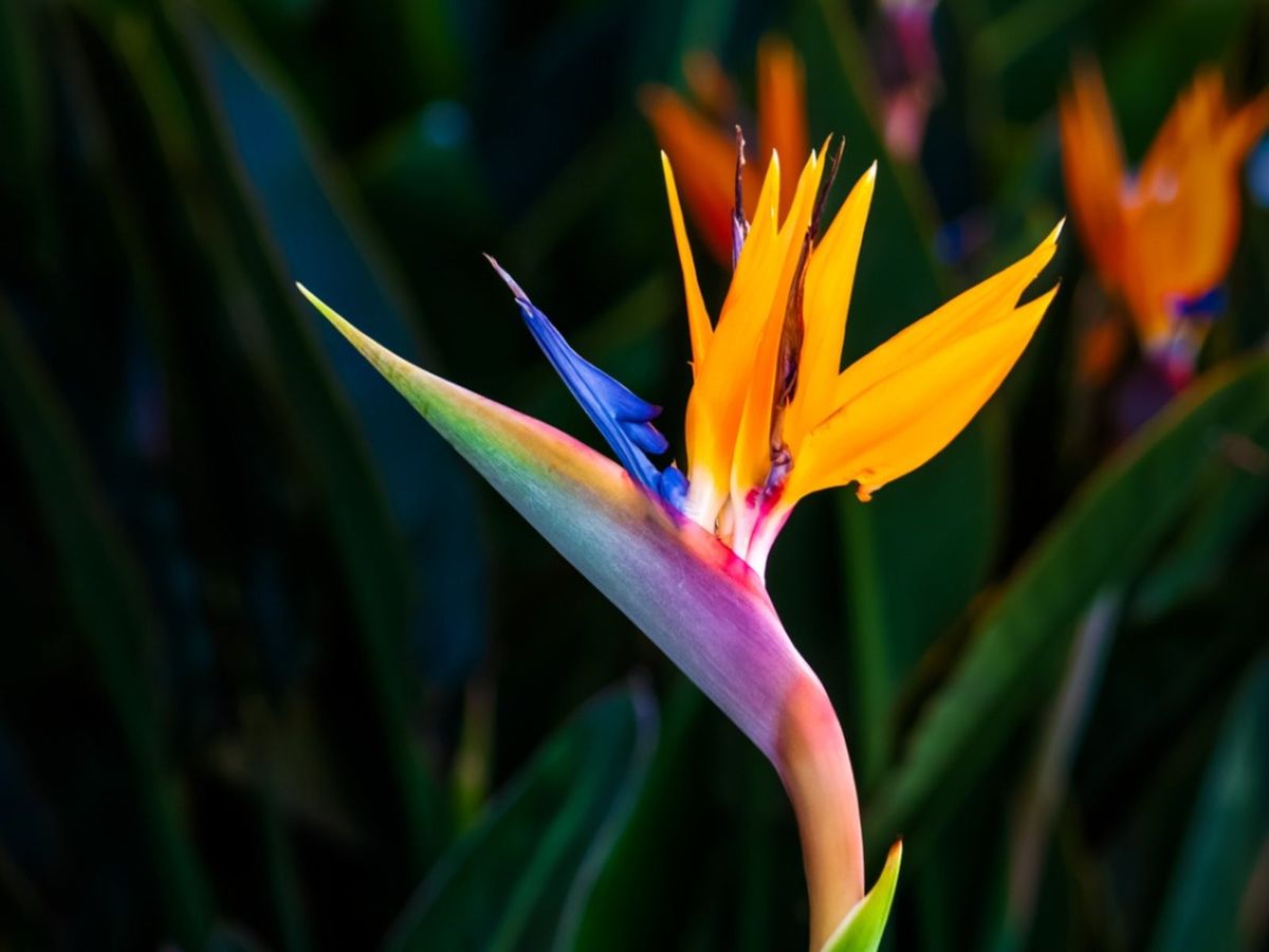 bird of paradise plant
