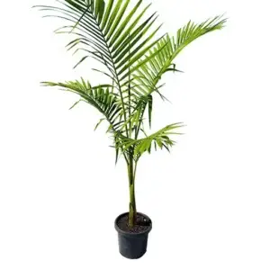 Alexandra Palm Plant | indoor and outdoor