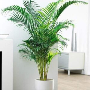 areac palm by plant parlour