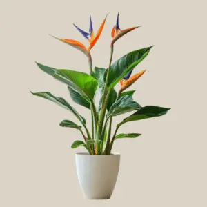 Bird of paradise indoor plant