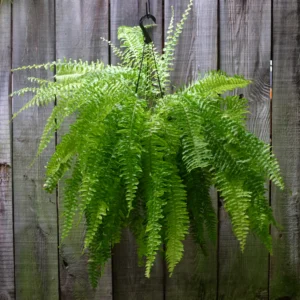 boston fern