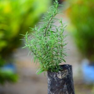 rosemary plant