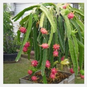 dragon fruit red