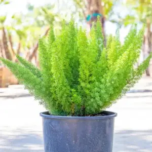 Foxtail fern plant by plant parlour
