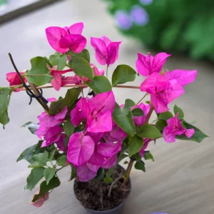 bouganvillea pink by plant parlour