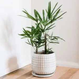 Lady palm plant by plant parlour
