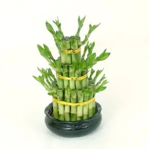 Lucky bamboo tower by plant palrour