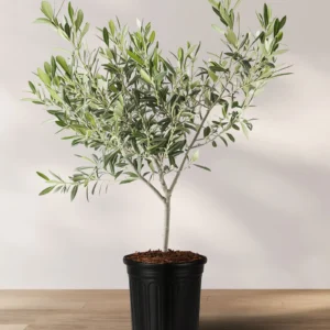 olive plant | zetoon zaitoon