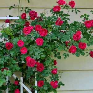 rose vine red