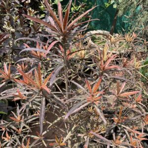 Red Terminalia Tree | Red African talisay tree | Terminalia Bandoza