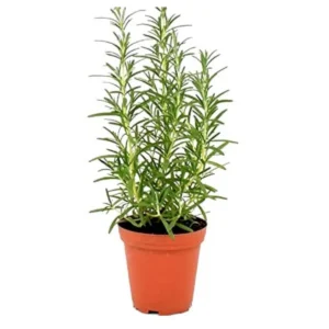 rosemary plant by plant parlour