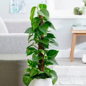 money plant