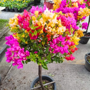 bougainvillea multicolor by plant parlour