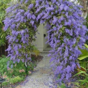 sweet patrea vine
