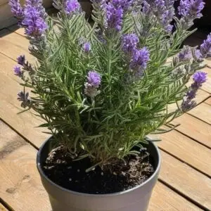 Levender Plant