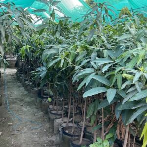 Grafted Anwar Ratool Mango plant 18" bag
