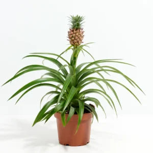 pineapple plant by plant parlour
